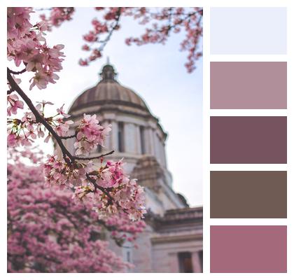 Pink Flowers Washington State Capitol Building Image